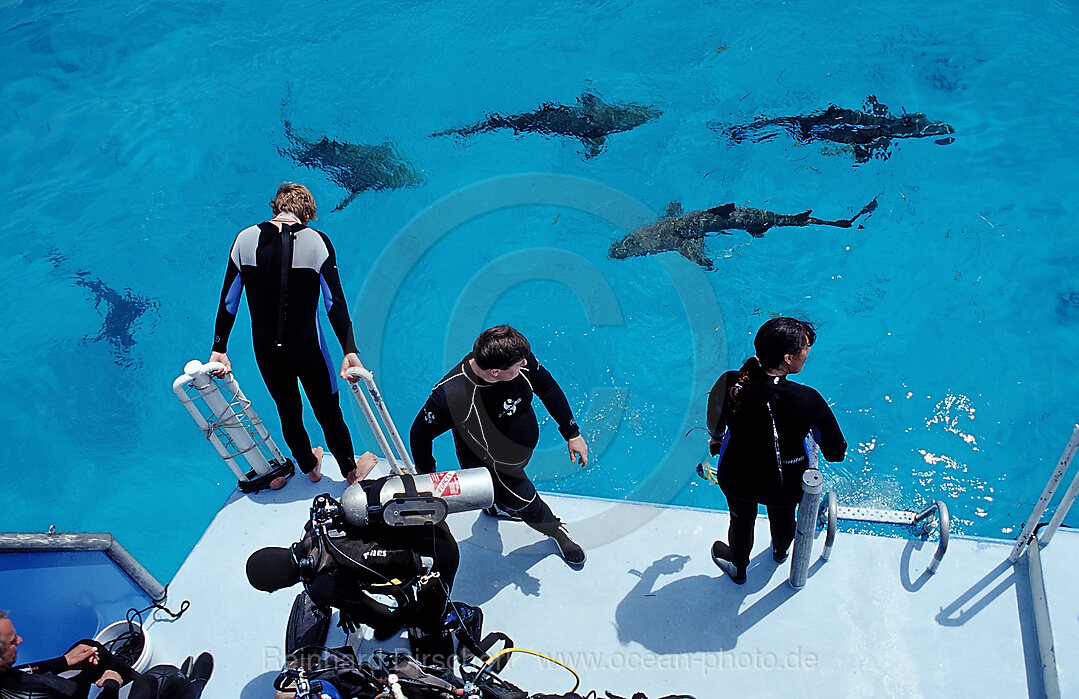 Lemon Sharks on the surface and Scuba diver, Negaprion brevirostris, Atlantic Ocean, Bahamas