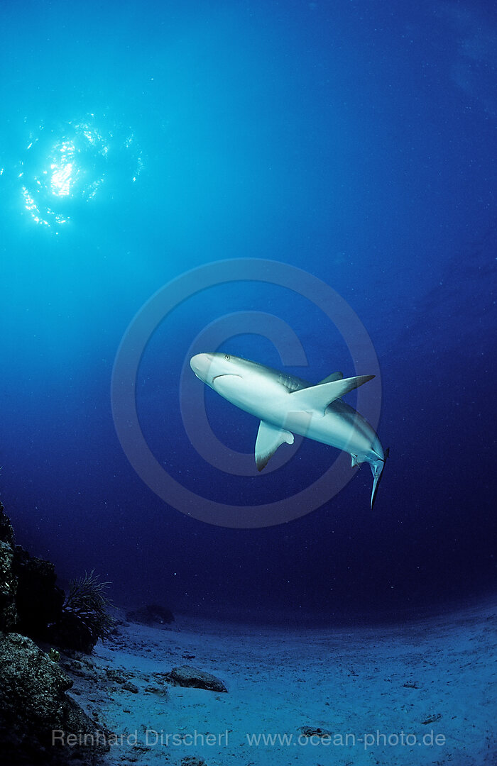 Caribbean reef shark, Carcharhinus perezi, Atlantic Ocean, Bahamas