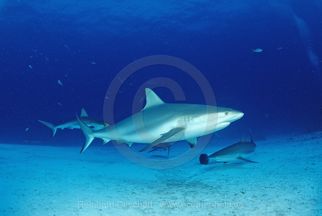 Caribbean reef shark, Carcharhinus perezi, Atlantic Ocean, Bahamas