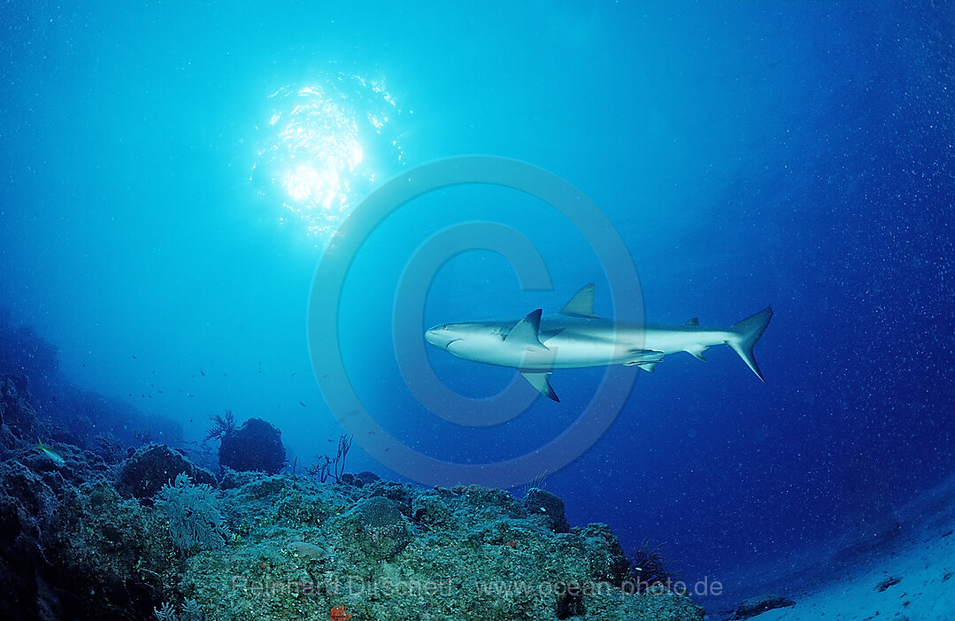 Caribbean reef shark, Carcharhinus perezi, Atlantic Ocean, Bahamas