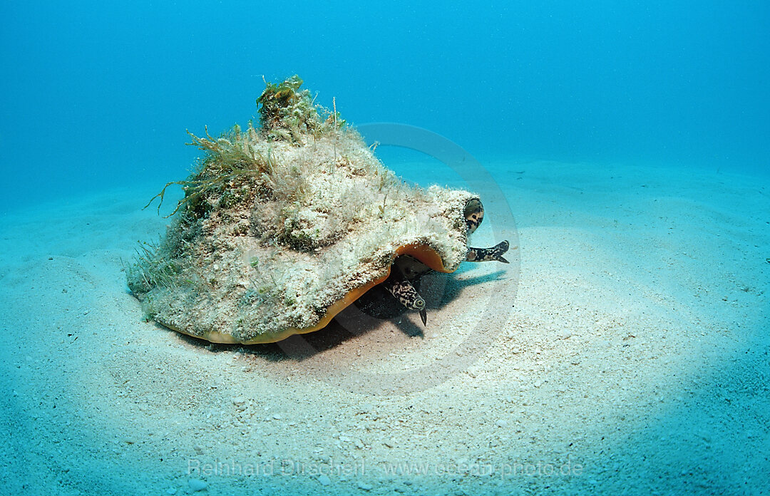 Conch Meeresschnecke