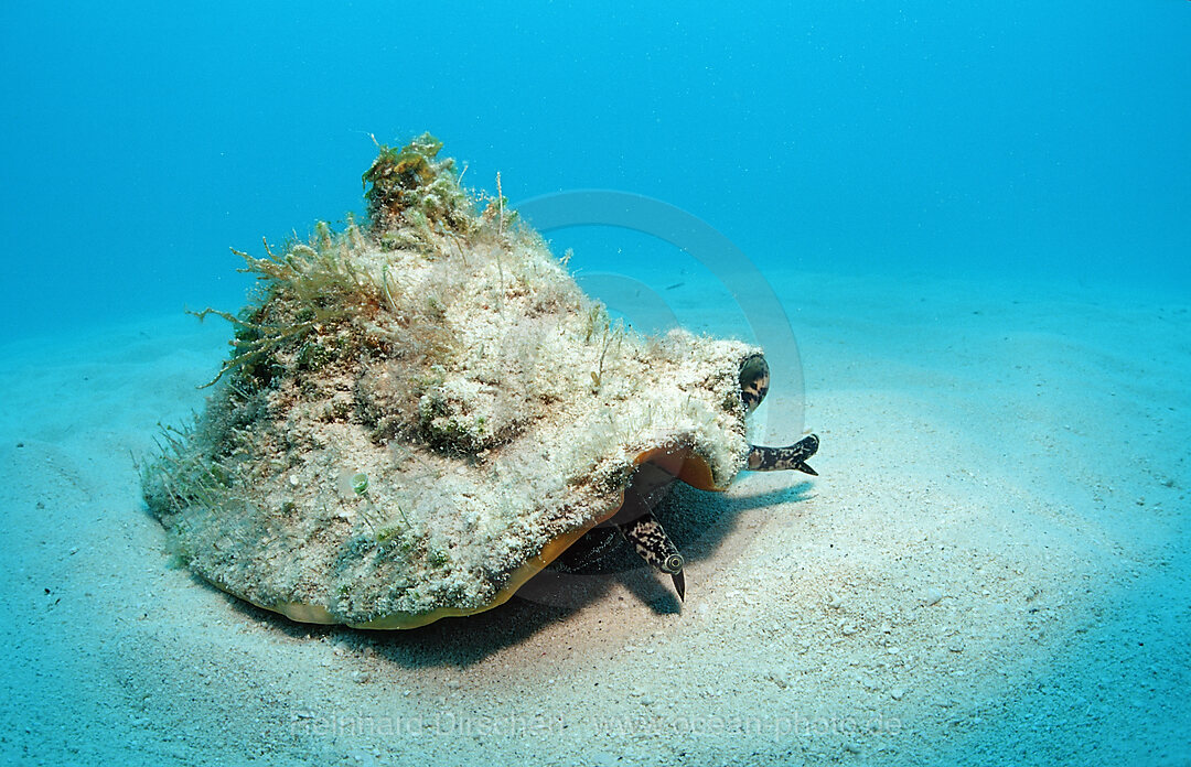 Conch Meeresschnecke