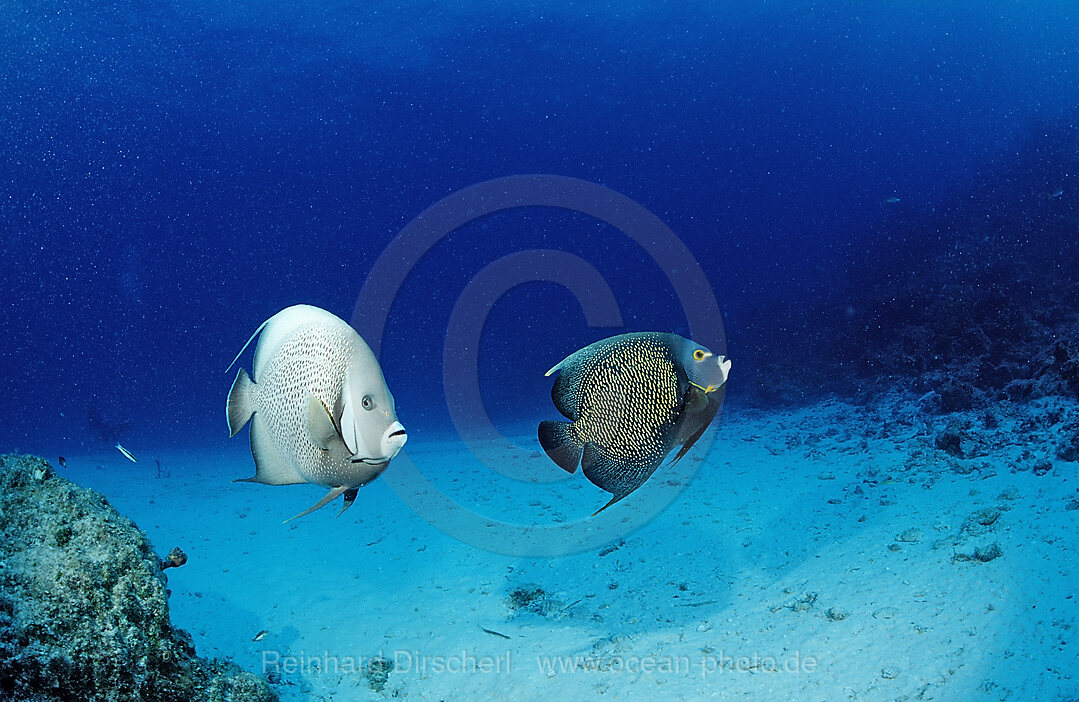 Gray angelfish and French Angelfish