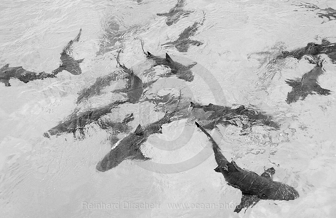 Lemon Sharks on the surface, Negaprion brevirostris, Atlantic Ocean, Bahamas