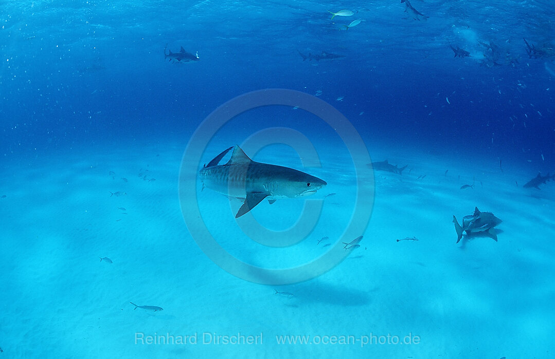 Tiger Shark, Galeocerdo cuvier, Grand Bahama Island, Atlantic Ocean, Bahamas