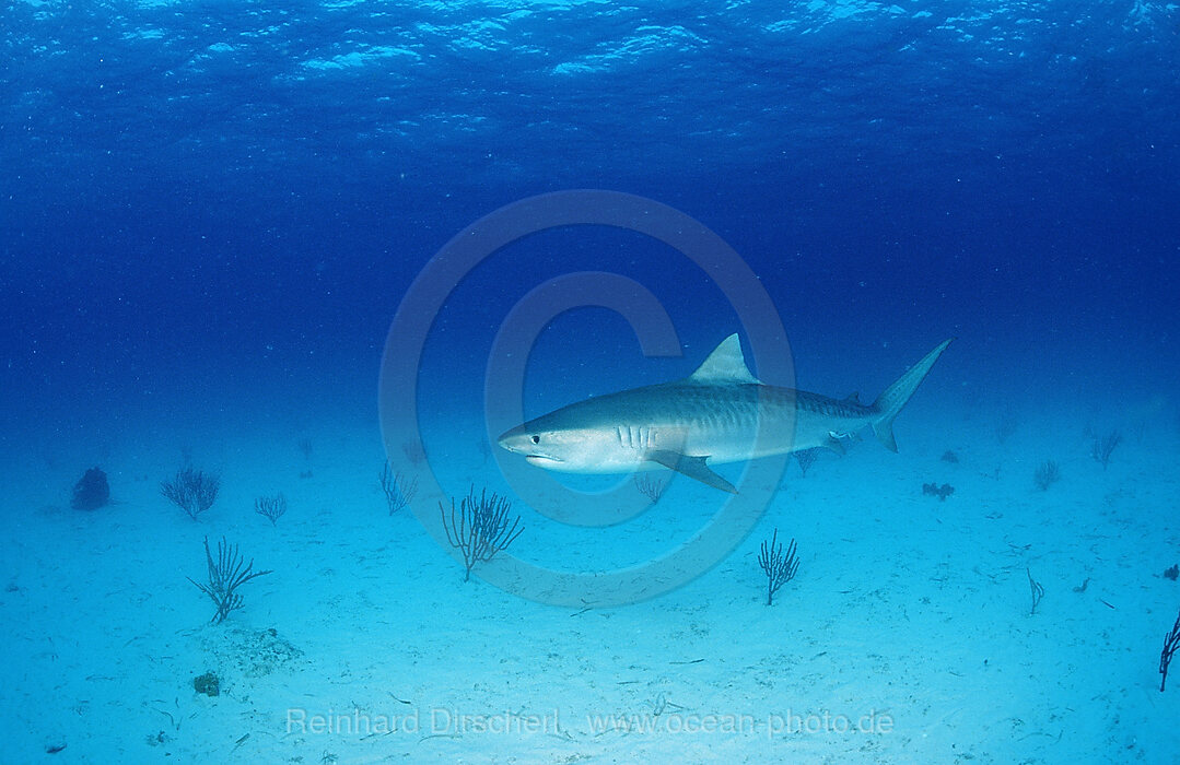 Tiger Shark, Galeocerdo cuvier, Grand Bahama Island, Atlantic Ocean, Bahamas