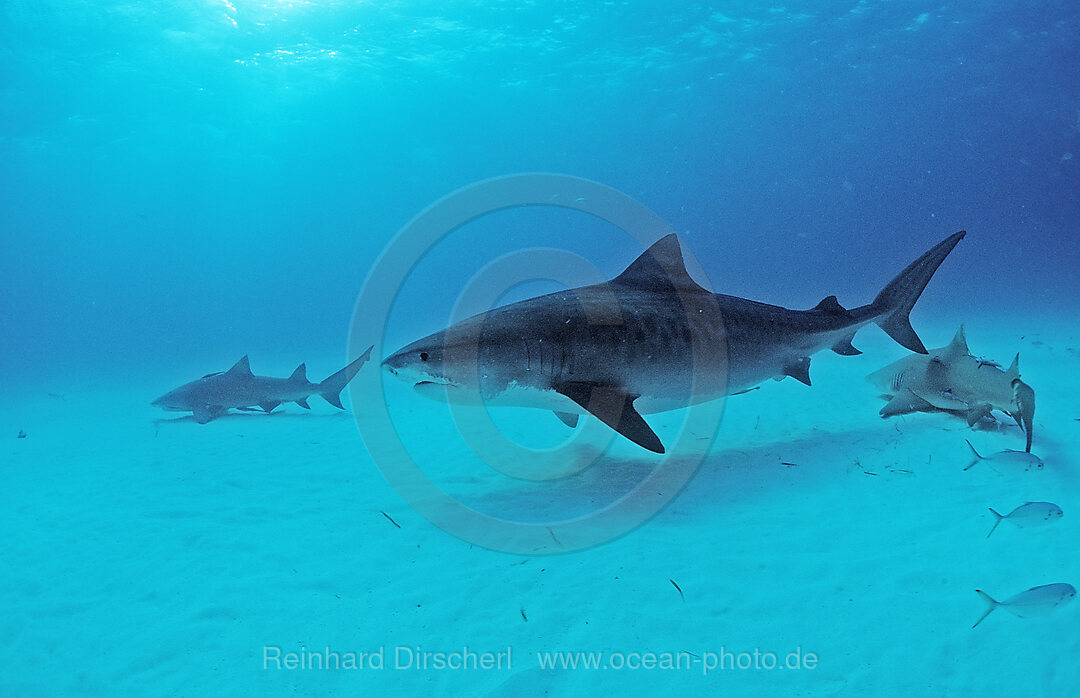 Tigerhai, Galeocerdo cuvier, Grand Bahama Island, Atlantischer Ozean, Bahamas