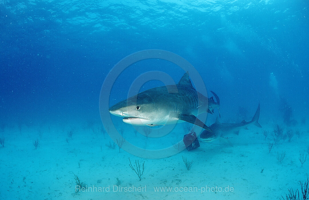 Tiger Shark, Galeocerdo cuvier, Grand Bahama Island, Atlantic Ocean, Bahamas