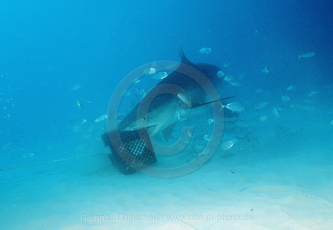 Tigerhai, Galeocerdo cuvier, Grand Bahama Island, Atlantischer Ozean, Bahamas