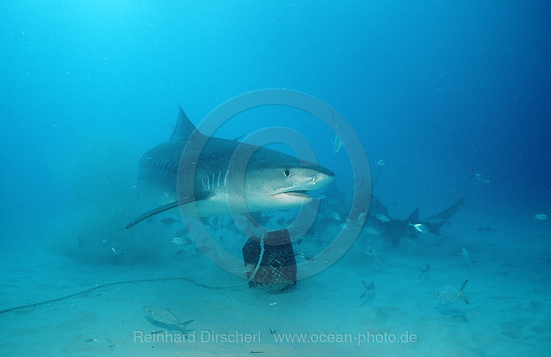 Tiger Shark, Galeocerdo cuvier, Grand Bahama Island, Atlantic Ocean, Bahamas