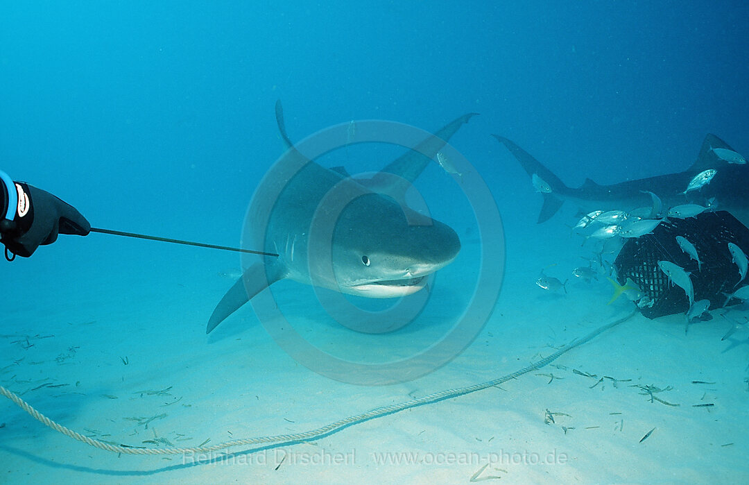 Tiger Shark, Galeocerdo cuvier, Grand Bahama Island, Atlantic Ocean, Bahamas