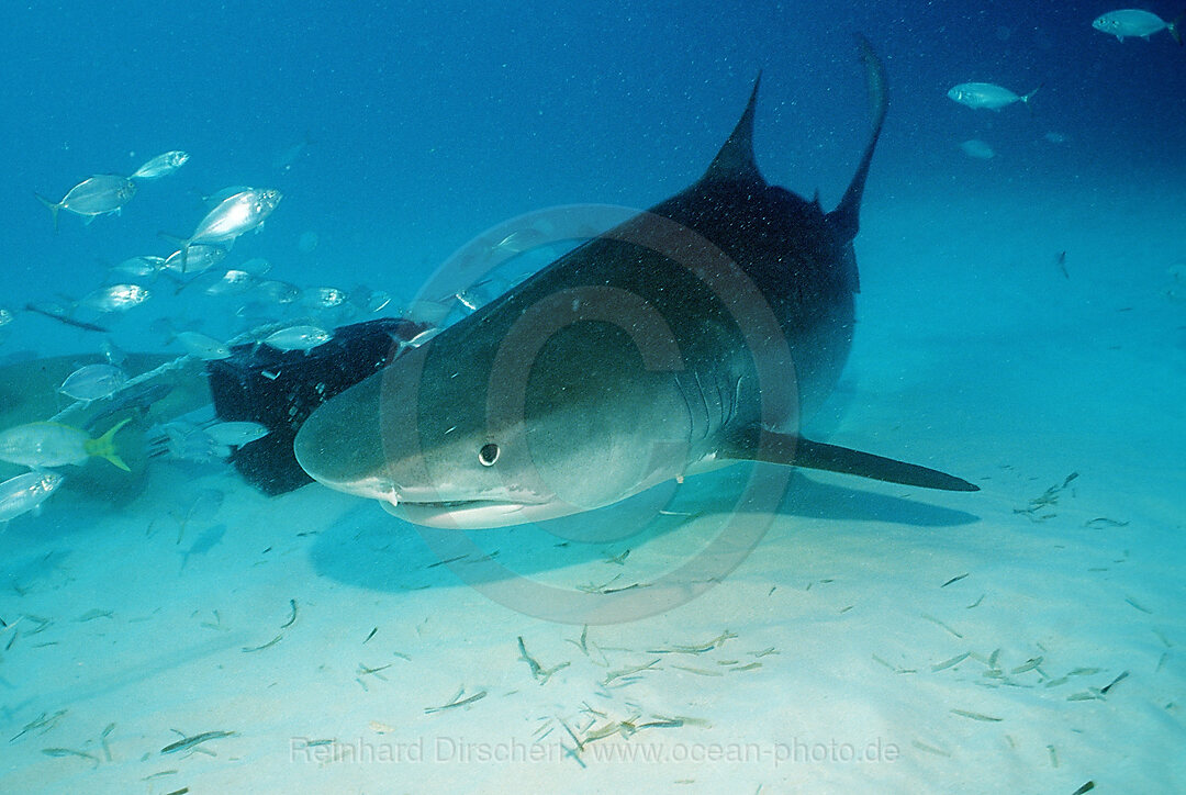 Tiger Shark, Galeocerdo cuvier, Grand Bahama Island, Atlantic Ocean, Bahamas