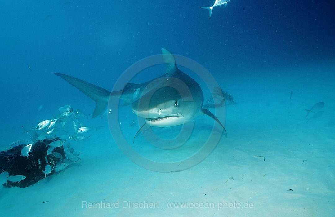 Tiger Shark, Galeocerdo cuvier, Grand Bahama Island, Atlantic Ocean, Bahamas