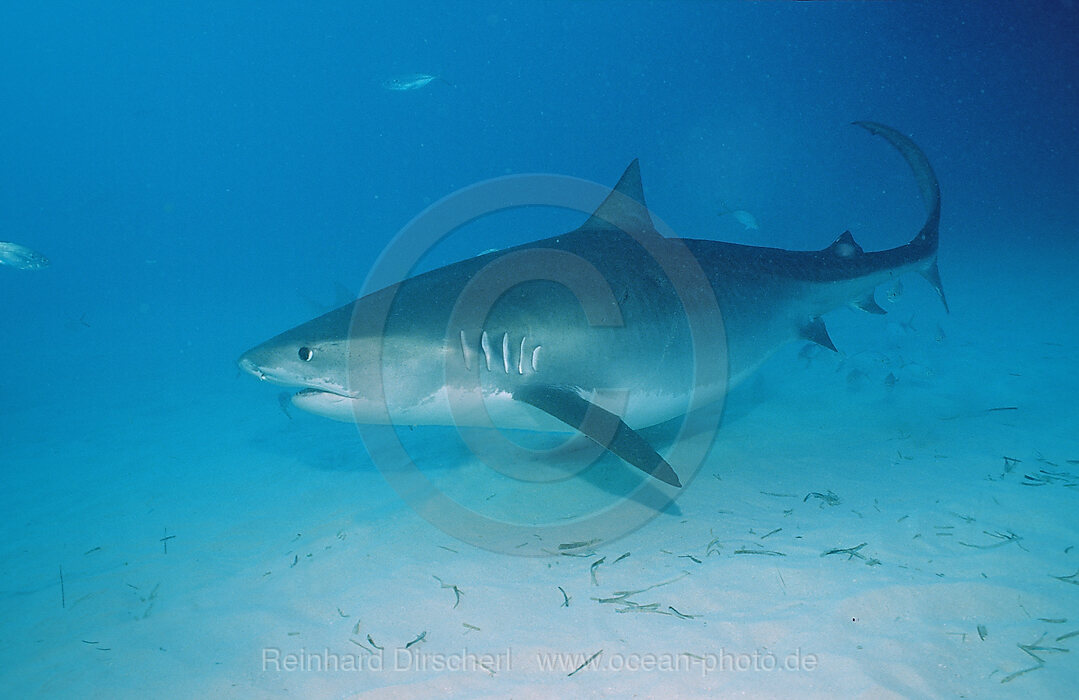 Tiger Shark, Galeocerdo cuvier, Grand Bahama Island, Atlantic Ocean, Bahamas