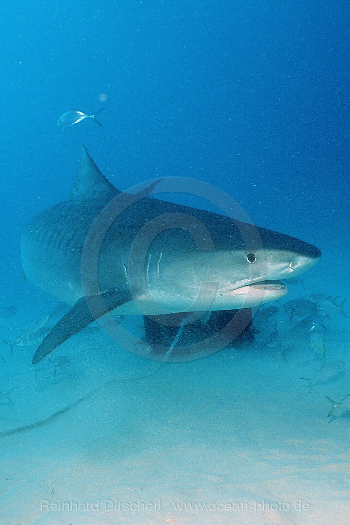 Tiger Shark, Galeocerdo cuvier, Grand Bahama Island, Atlantic Ocean, Bahamas