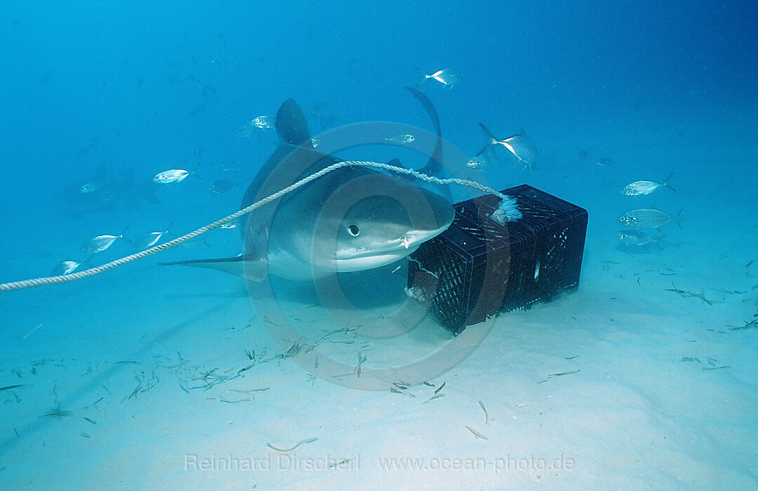 Tiger Shark, Galeocerdo cuvier, Grand Bahama Island, Atlantic Ocean, Bahamas