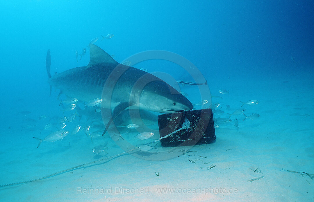 Tiger Shark, Galeocerdo cuvier, Grand Bahama Island, Atlantic Ocean, Bahamas