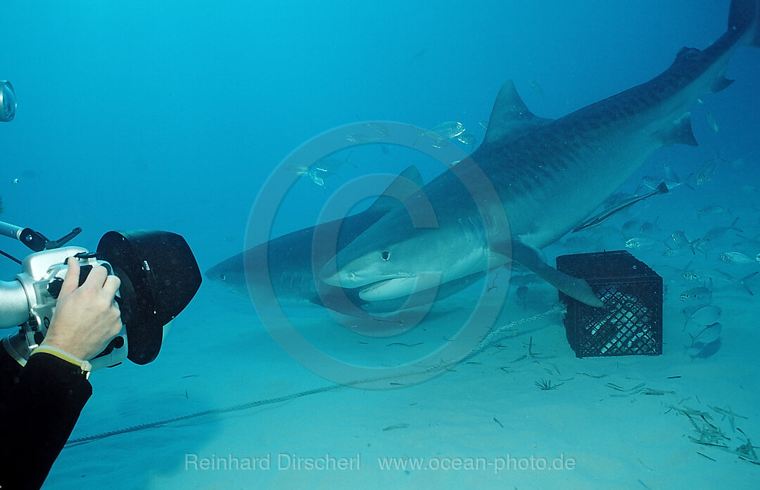 Tiger Shark, Galeocerdo cuvier, Grand Bahama Island, Atlantic Ocean, Bahamas