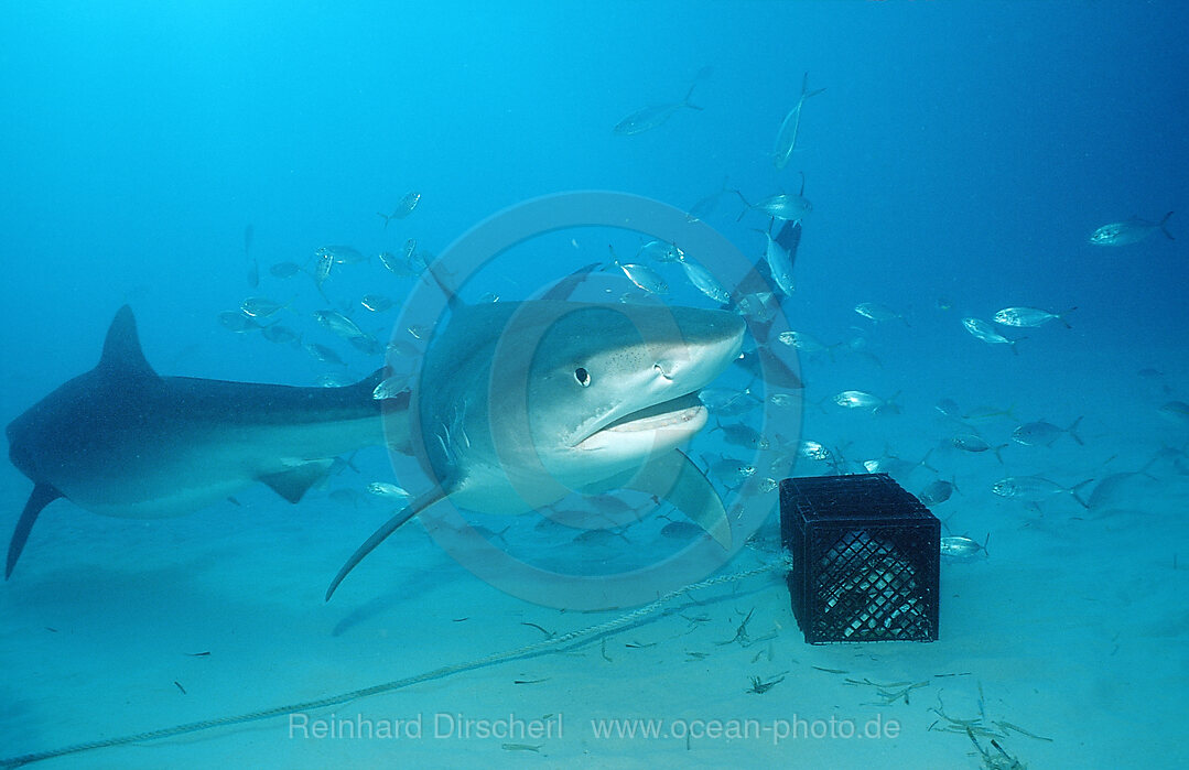 Tiger Shark, Galeocerdo cuvier, Grand Bahama Island, Atlantic Ocean, Bahamas