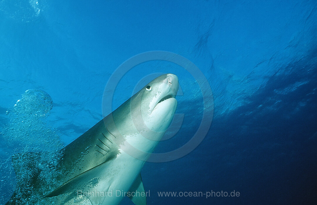 Tiger Shark, Galeocerdo cuvier, Grand Bahama Island, Atlantic Ocean, Bahamas