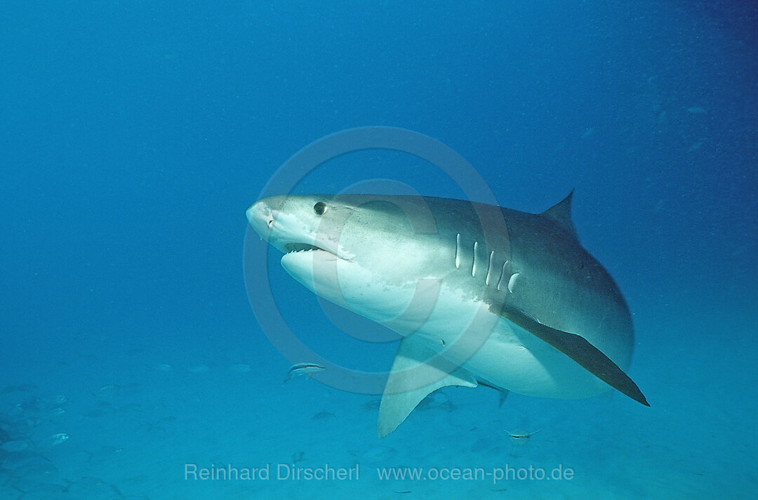 Tiger Shark, Galeocerdo cuvier, Grand Bahama Island, Atlantic Ocean, Bahamas