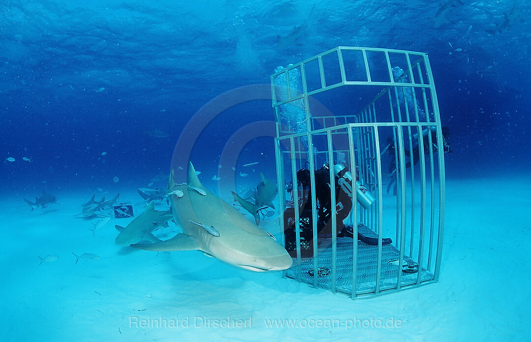 Lemon Sharks and Scuba diver in Shark cage, Negaprion brevirostris, Grand Bahama Island, Atlantic Ocean, Bahamas