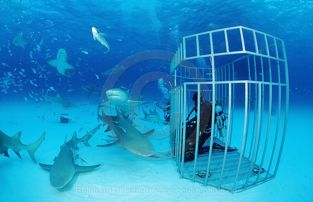 Lemon Sharks and Scuba diver in Shark cage