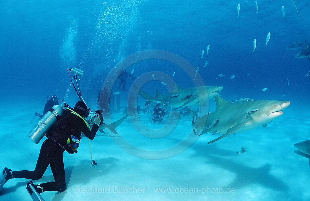 Zitronenhaie und Unterwasserfotografen, Negaprion brevirostris, Grand Bahama Island, Atlantischer Ozean, Bahamas