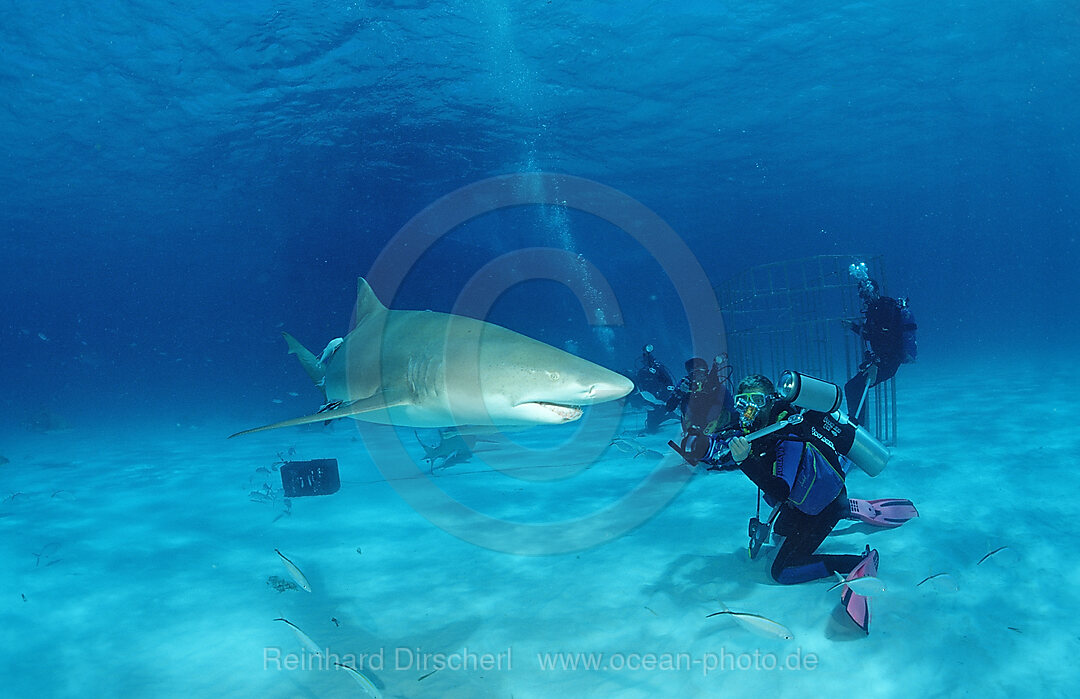 Zitronenhaie und Unterwasserfotografen, Negaprion brevirostris, Grand Bahama Island, Atlantischer Ozean, Bahamas