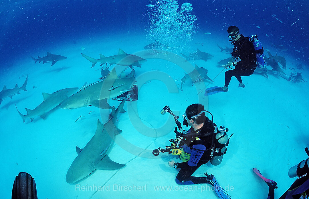 Lemon Sharks and Underwater Photographer