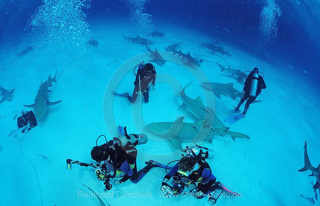 Lemon Sharks and Underwater Photographer