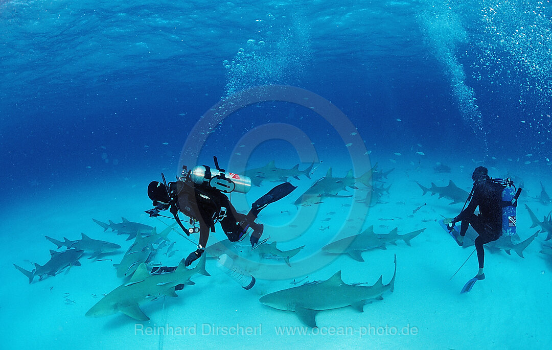 Lemon Sharks and Underwater Photographer