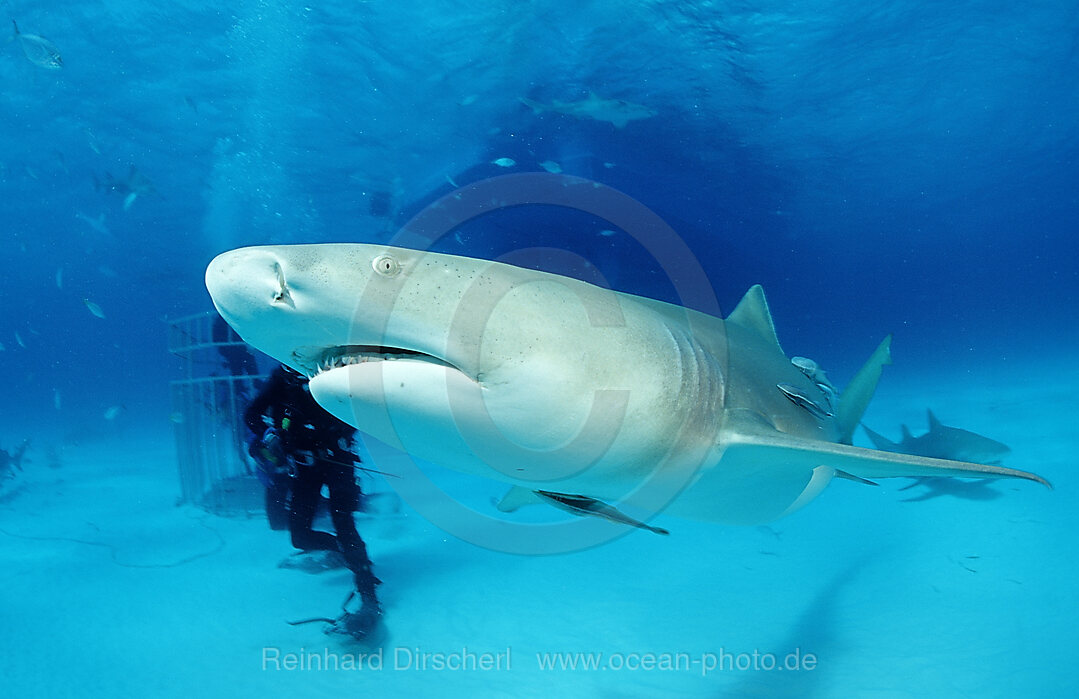 Zitronenhai, Negaprion brevirostris, Grand Bahama Island, Atlantischer Ozean, Bahamas