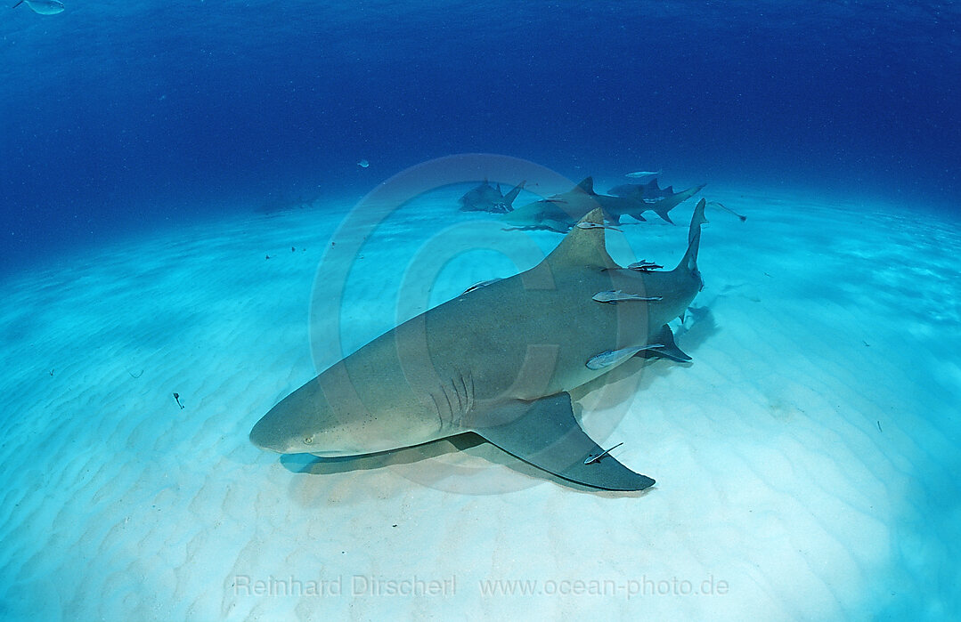 Lemon Shark