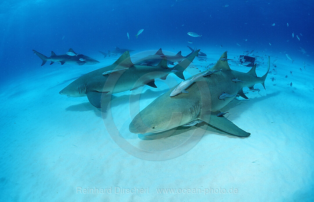 Lemon Shark