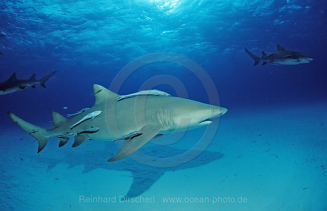 Zitronenhai, Negaprion brevirostris, Grand Bahama Island, Atlantischer Ozean, Bahamas