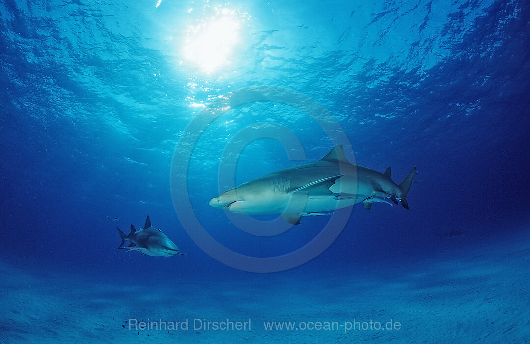 Lemon Shark