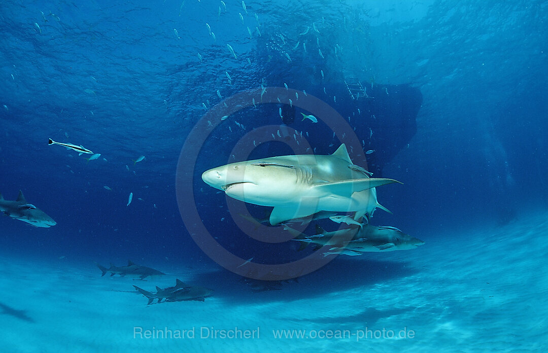 Lemon Shark