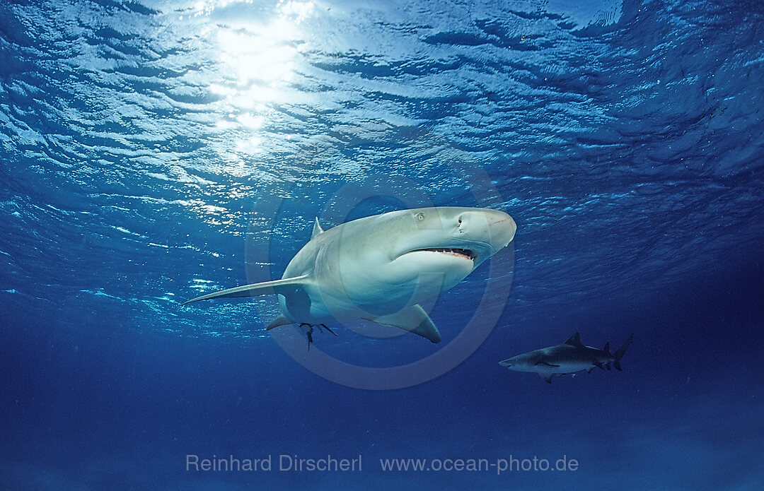 Zitronenhai, Negaprion brevirostris, Grand Bahama Island, Atlantischer Ozean, Bahamas