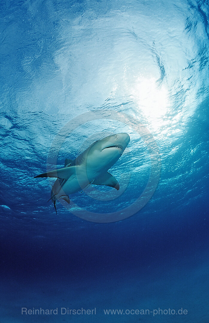 Lemon Shark