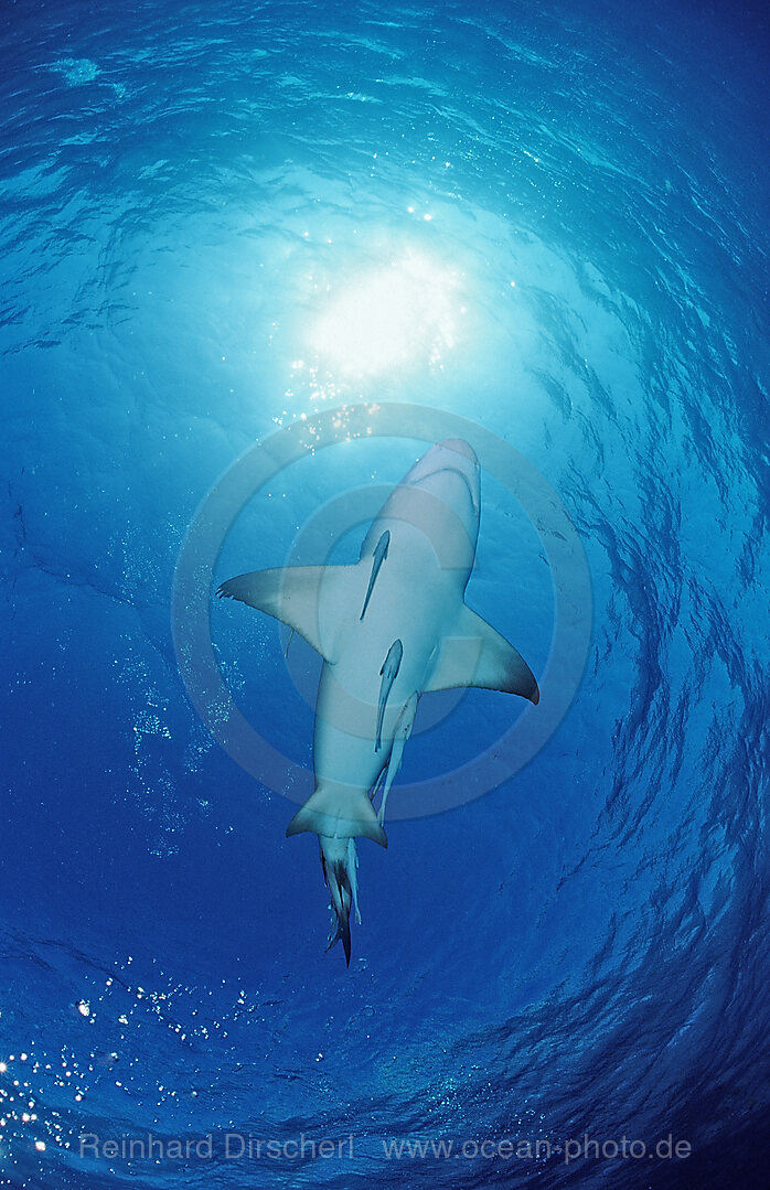 Lemon Shark, Negaprion brevirostris, Grand Bahama Island, Atlantic Ocean, Bahamas