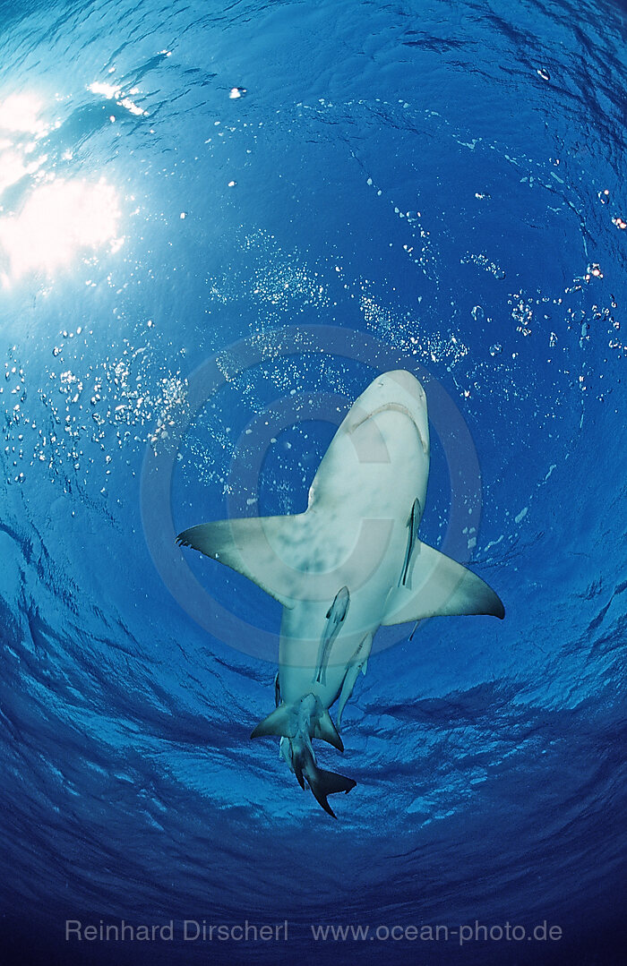 Lemon Shark