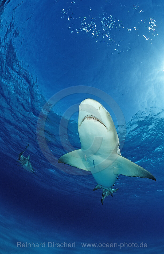 Lemon Shark