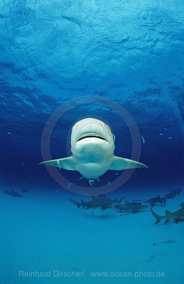 Zitronenhai, Negaprion brevirostris, Grand Bahama Island, Atlantischer Ozean, Bahamas