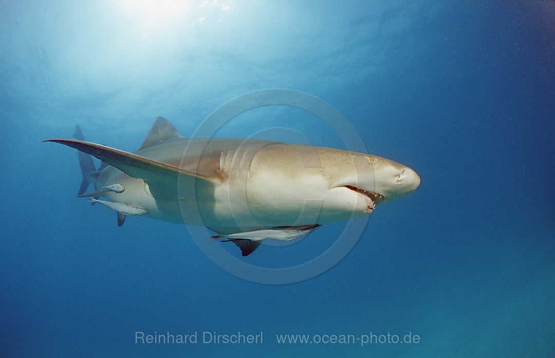 Zitronenhai, Negaprion brevirostris, Grand Bahama Island, Atlantischer Ozean, Bahamas