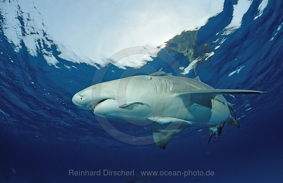 Zitronenhai, Negaprion brevirostris, Grand Bahama Island, Atlantischer Ozean, Bahamas