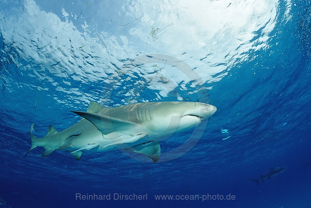 Zitronenhai, Negaprion brevirostris, Grand Bahama Island, Atlantischer Ozean, Bahamas