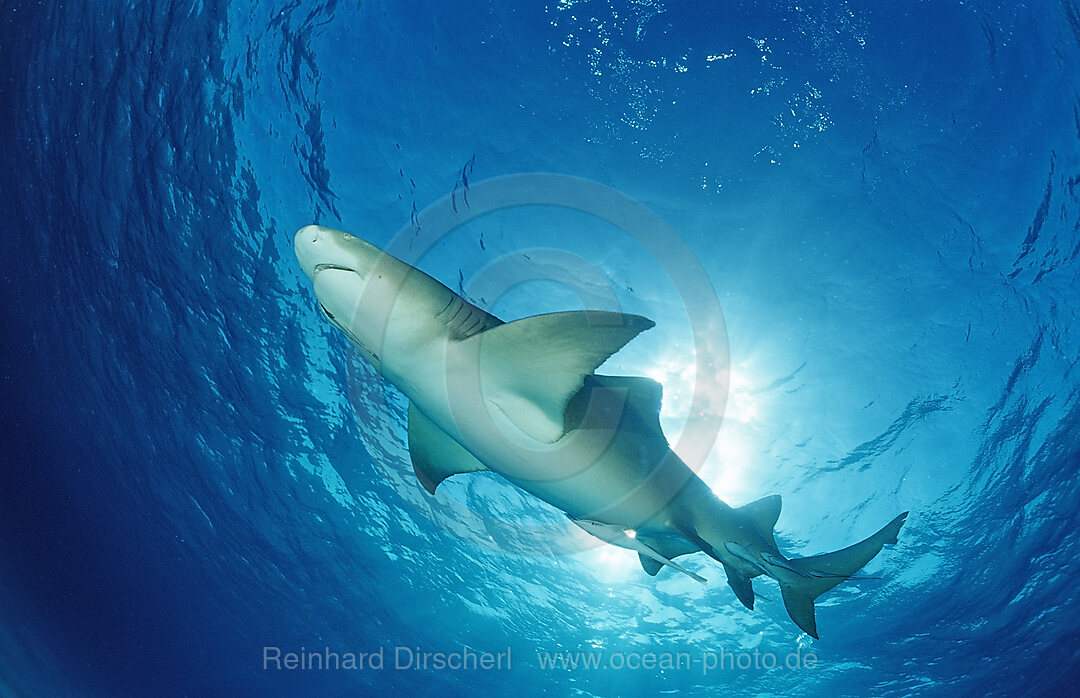 Lemon Shark