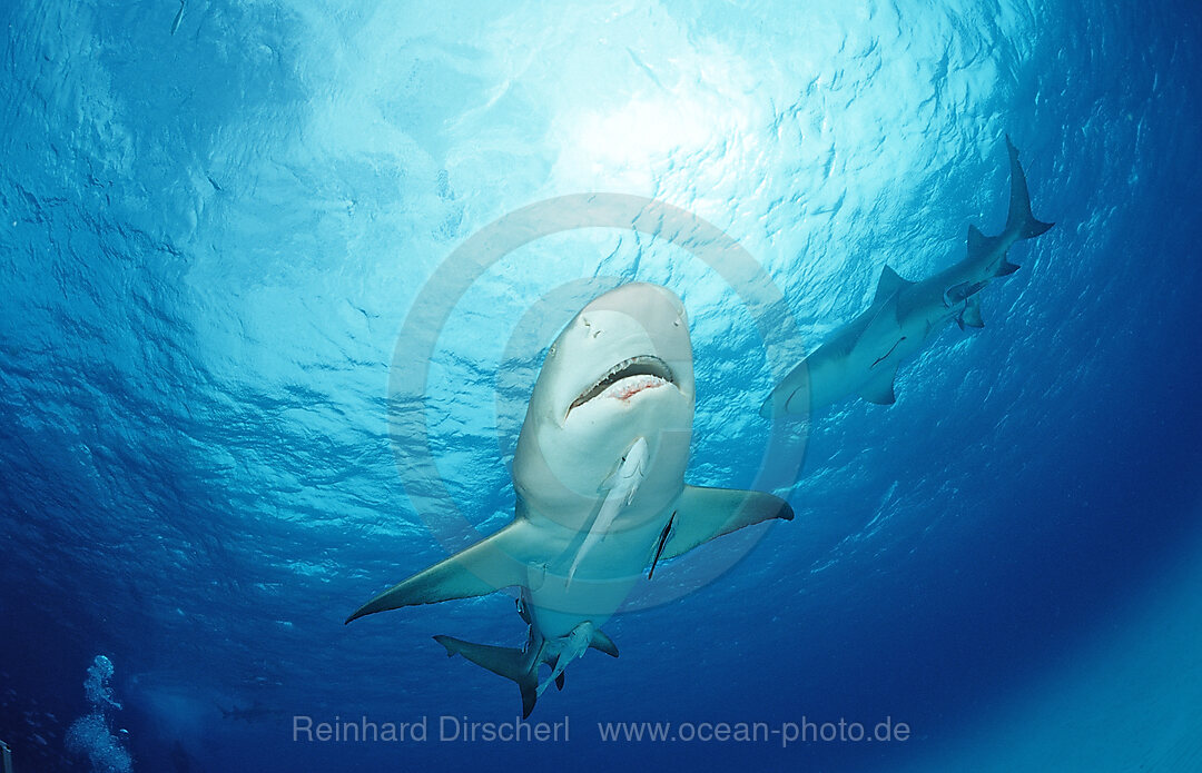 Zitronenhai, Negaprion brevirostris, Grand Bahama Island, Atlantischer Ozean, Bahamas