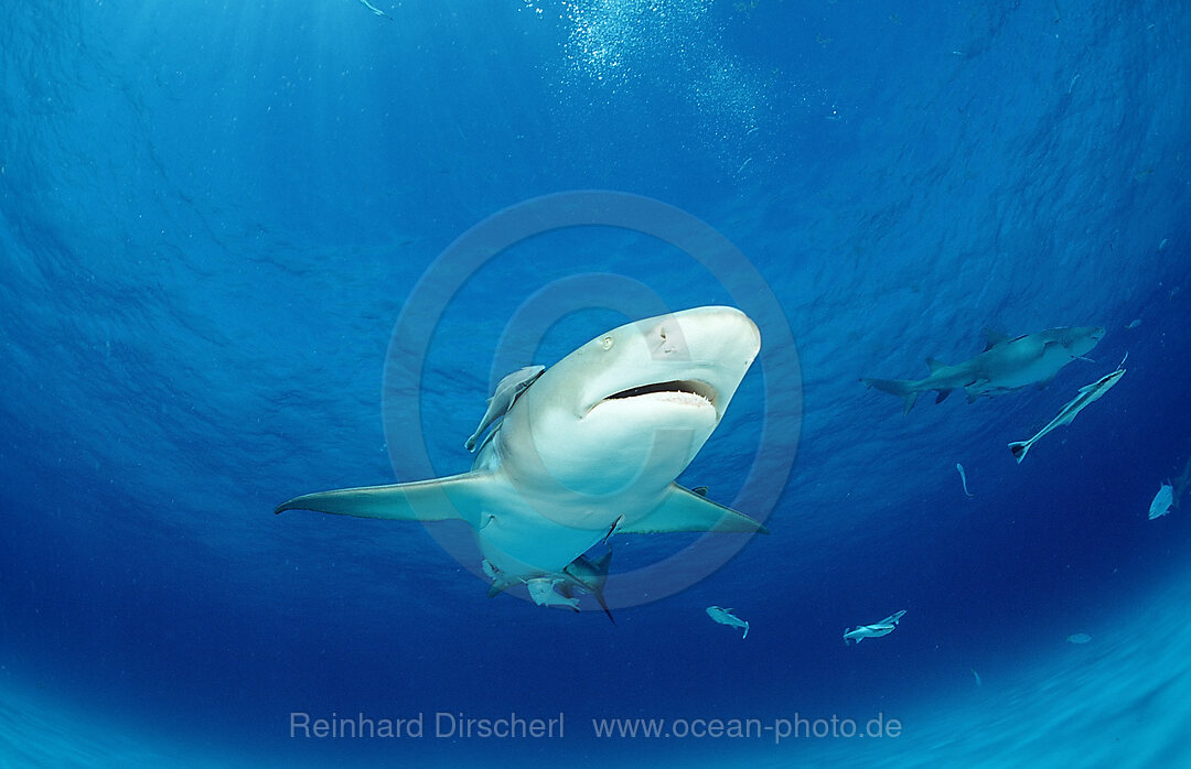 Zitronenhai, Negaprion brevirostris, Grand Bahama Island, Atlantischer Ozean, Bahamas